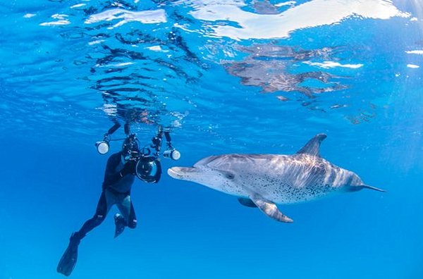 Nager avec des dauphins sauvages
