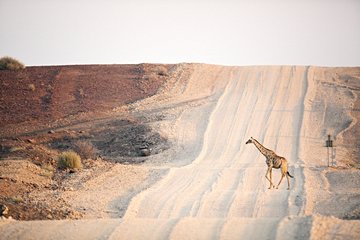 Réserve de Palmwag