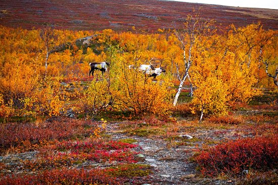 Nikkaluokta