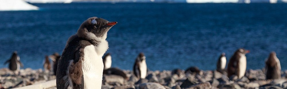 Charlotte Bay et l'île de Cuverville