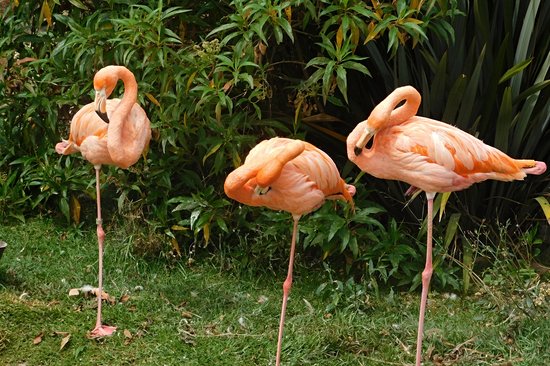 Sanctuaire de Los Flamencos