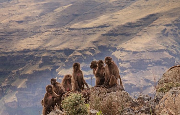 Babouins gelada au parc national du Simien