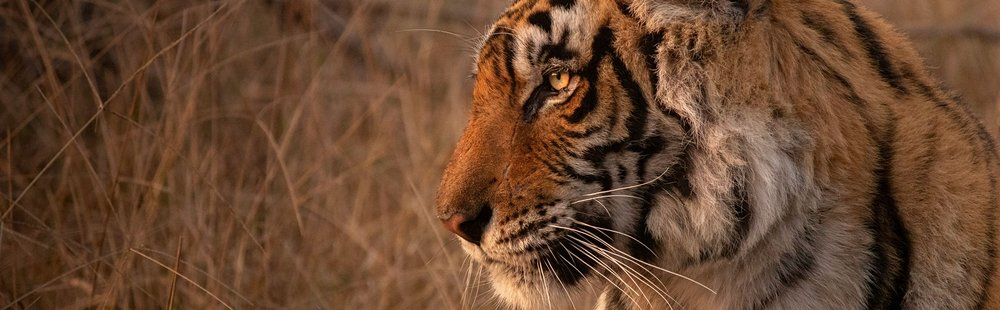 Parc national de Ranthambore