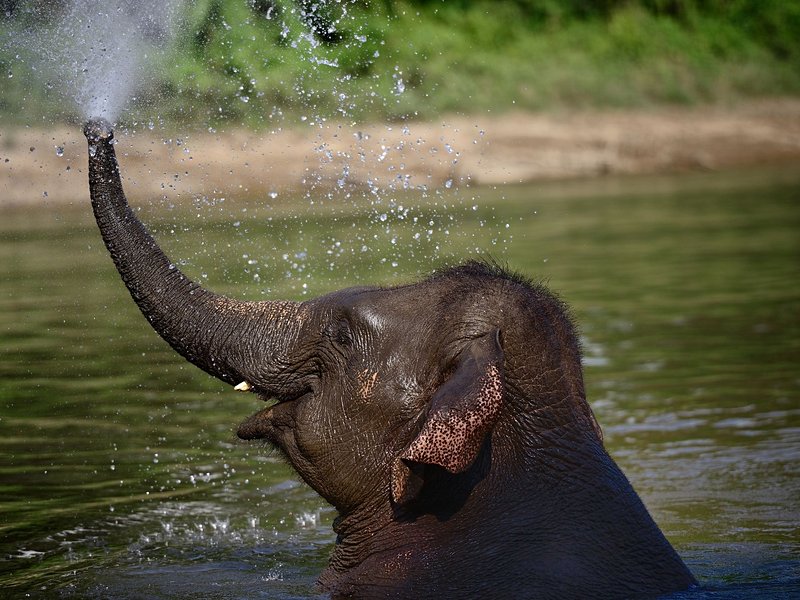 Découvrir Elephants World