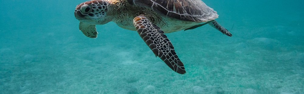 Voir des tortues en snorkeling
