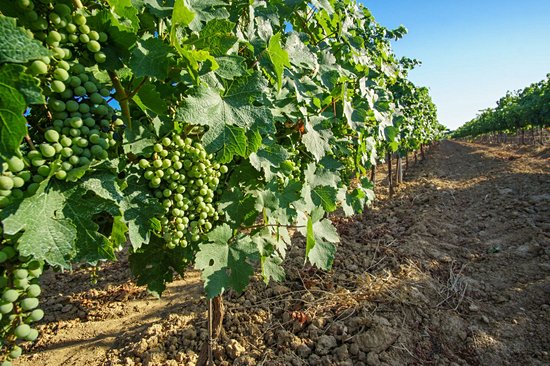 Vilafranca et le vignoble du Penedès