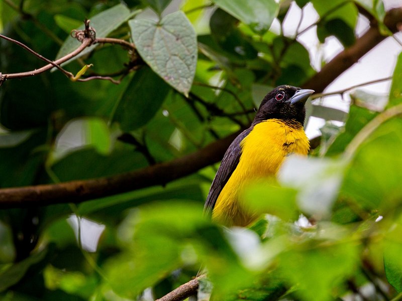 La forêt de Kakamega