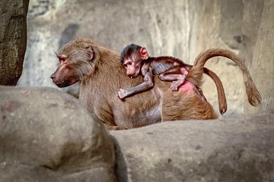 Babouins Hamadryas dans le zoo de Varsovie
