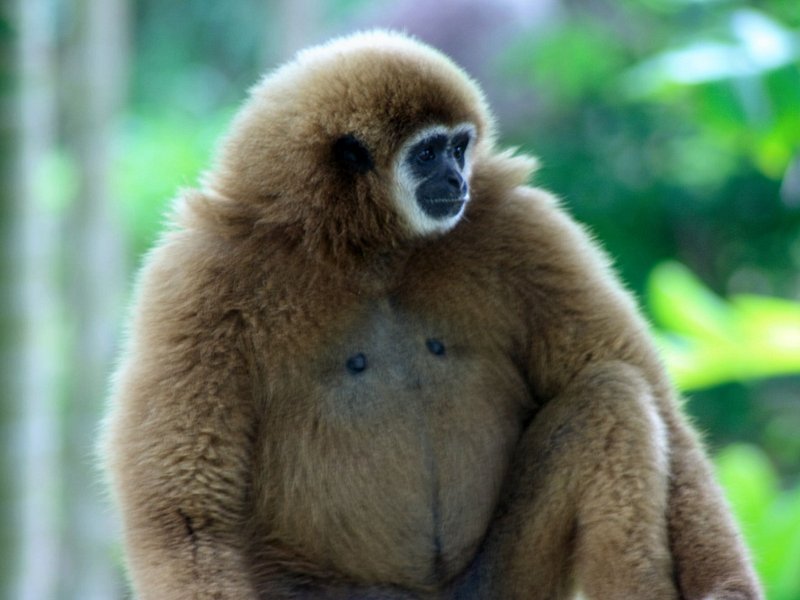 Découvrir le centre de réhabilitation des gibbons