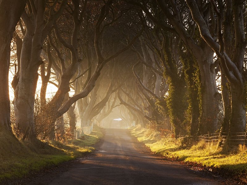 Le phénomène international de Dark Hedges