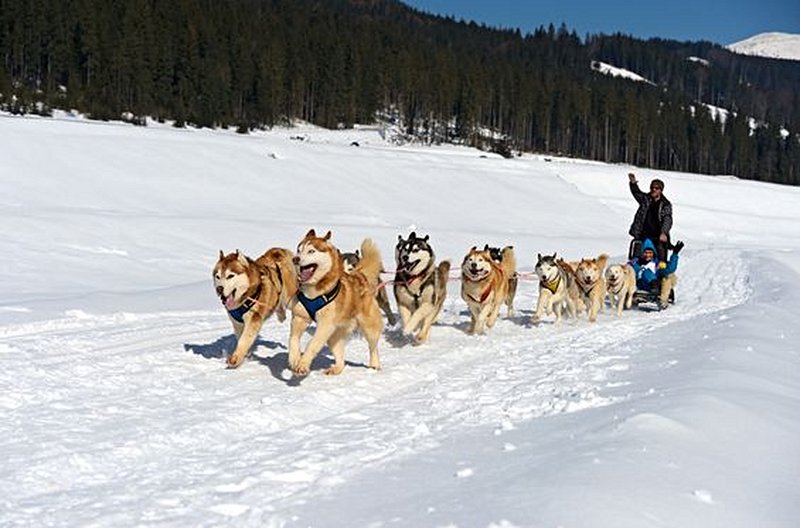 Faire du traîneau à chiens dans le Vercors 