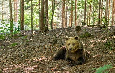 Le parc des ours de Belitza