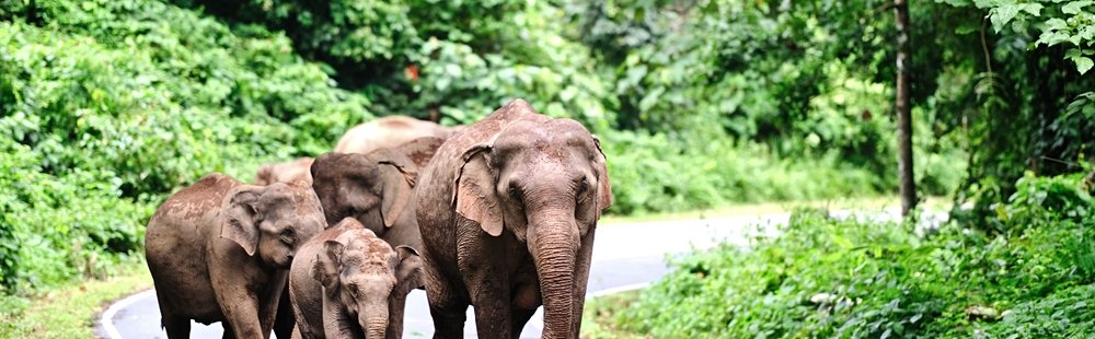 Parc national de Khao Yai