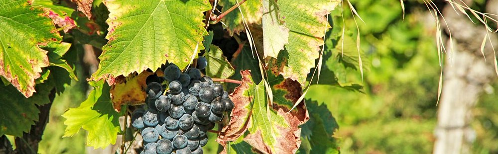 Le château de Gicon et ses vignes