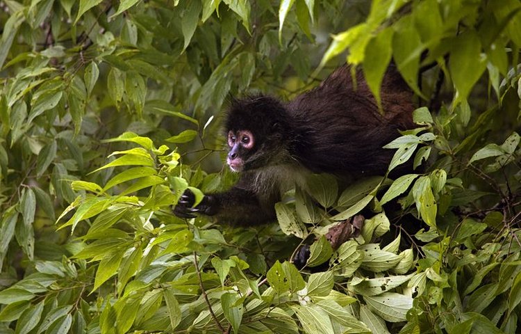 Avec son rugissement puissant et terrifiant, le singe hurleur donne une ambiance sonore à la forêt tropicale.