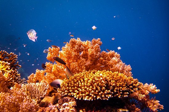 Menjangan Island