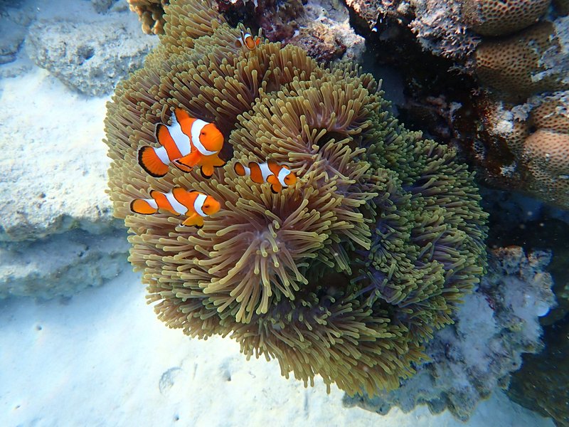 Mu Ko Surin National Park