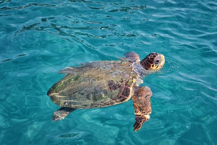 La plongée dans le Parc national marin pour observer les tortues