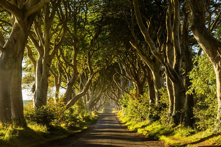 Le phénomène international de Dark Hedges