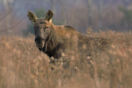 Parc national de Kampinos