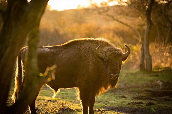 Parc national Zuid-Kennemerland