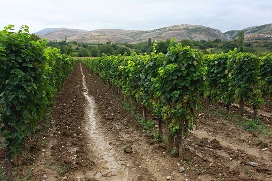 Savourer le vin de la région de Tikves