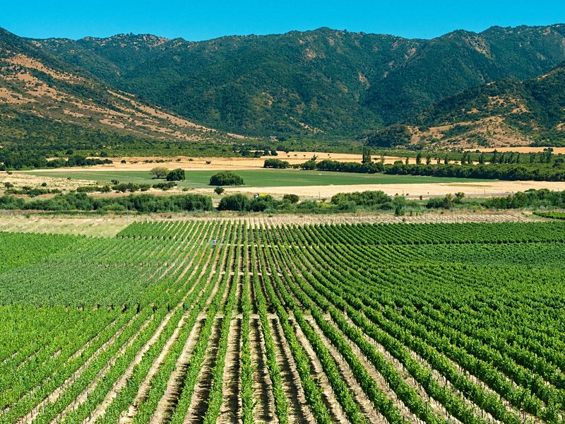 Vallées de Casablanca et Colchagua