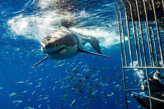 Isla Guadalupe