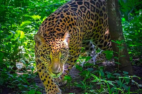 Pister jaguars et pumas dans la cordillère de Talamanca