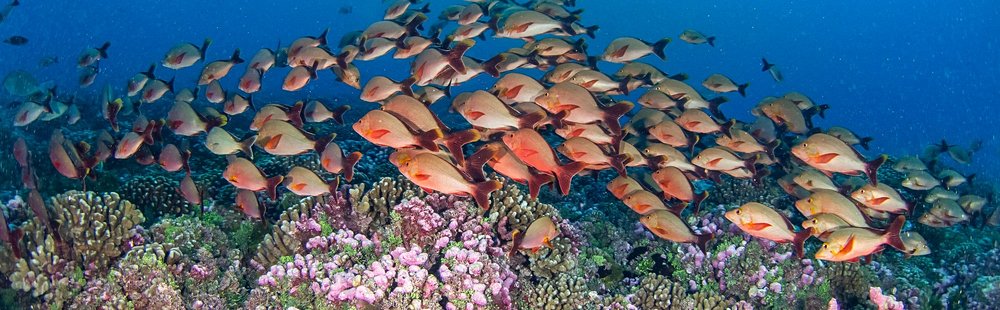 Rangiroa (archipel des Tuamotu)