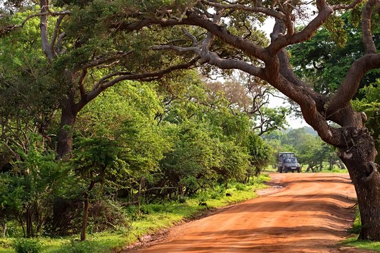 Parc National de Yala