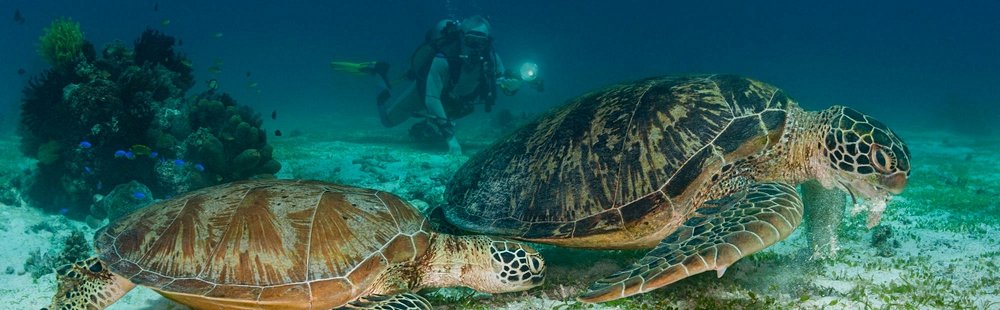 Plongez avec les tortues à Balicasag Island