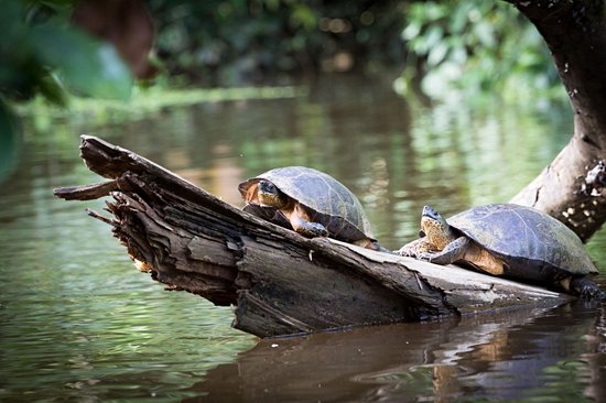Le Parque Nacional Tortuguero