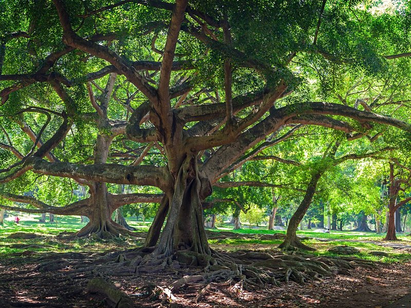 Jardin botanique de Peradeniya