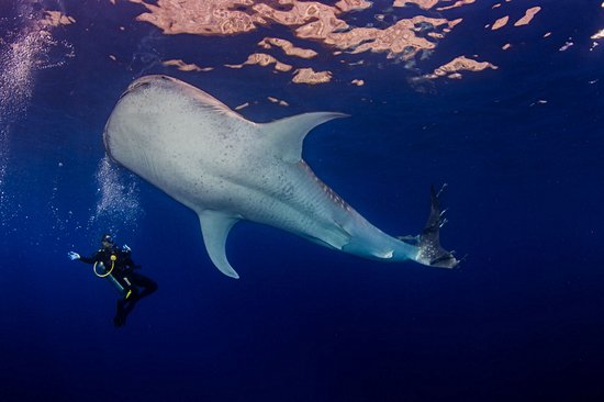 Île de Malpelo