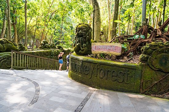 La forêt des singes