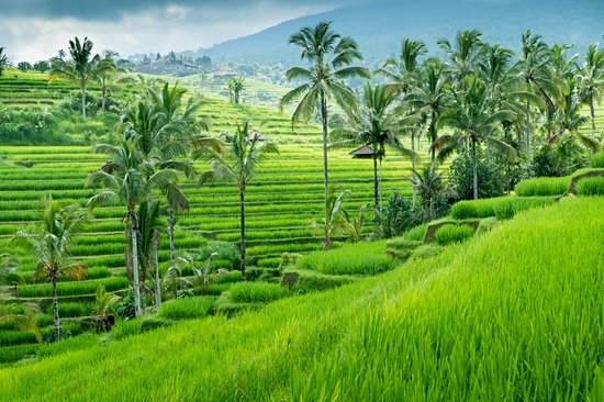 Jatiluwih (Bali)