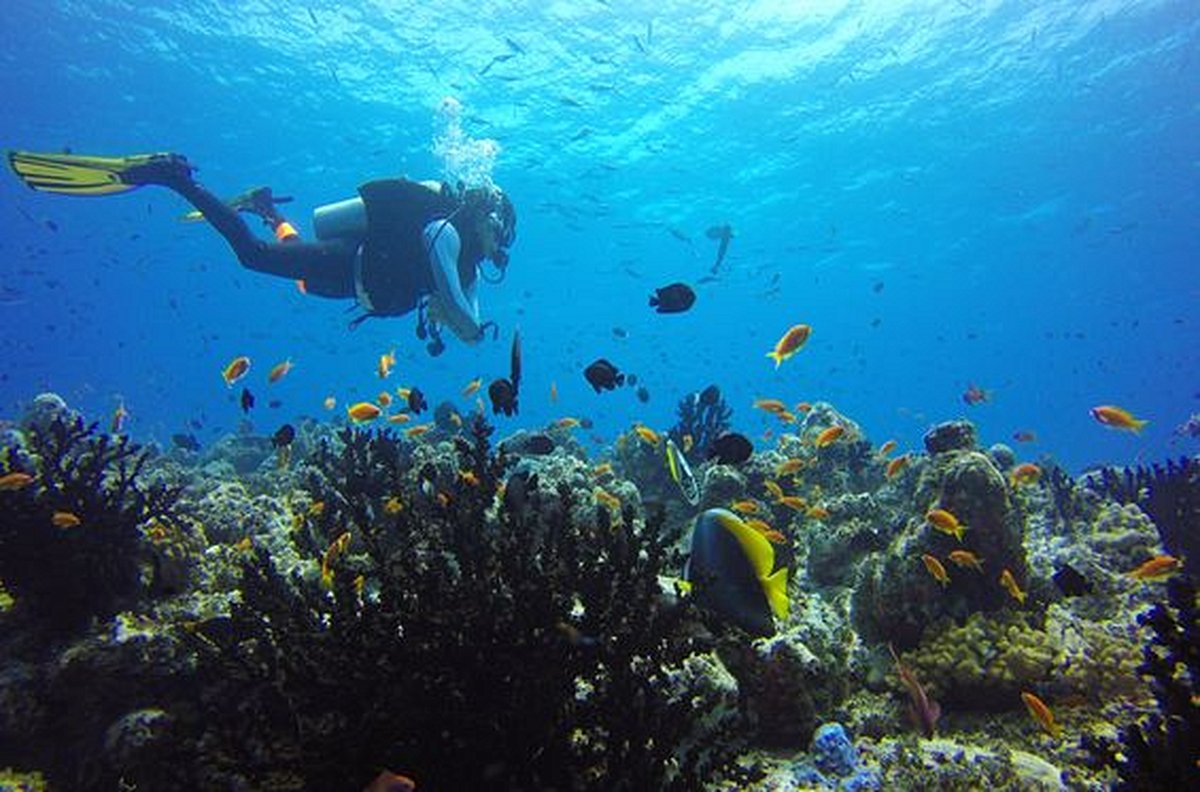 Plonger dans l’océan Pacifique