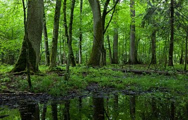 La forêt de Bialowieza