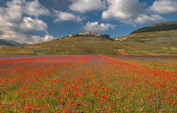 Prairies fleuries des monts Sibyllins
