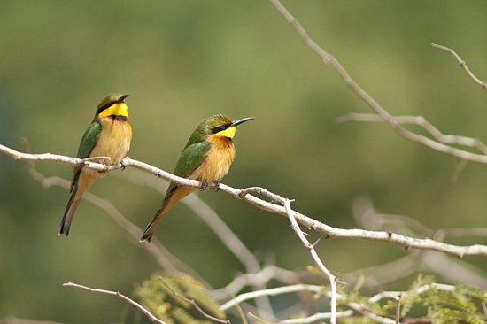 Parc national de la langue de Barbarie