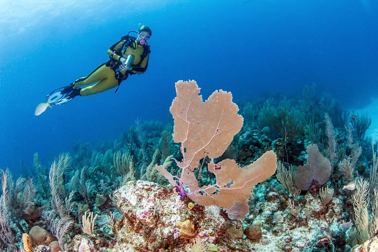 3. Barrière de corail du Belize 2