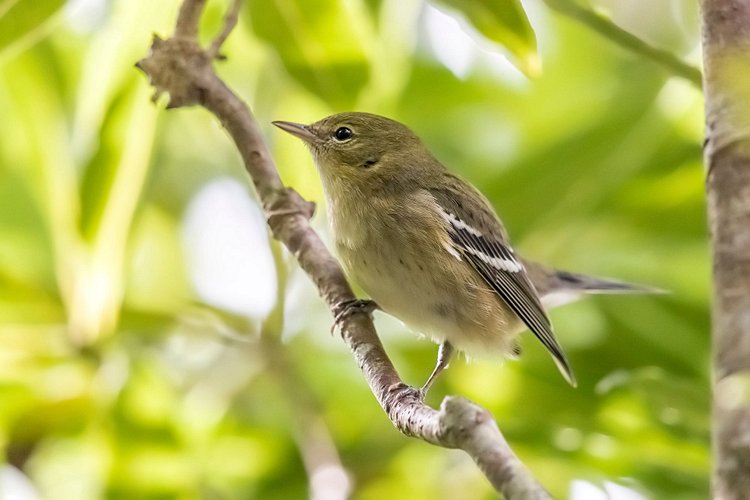 L'observation des oiseaux