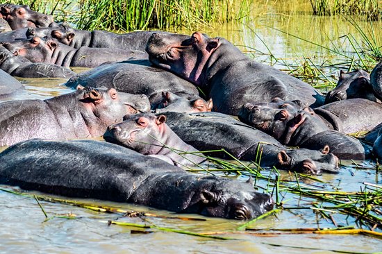 Observer les rassemblements d’hippopotames et de crocodiles dans l’estuaire de Sainte Lucie