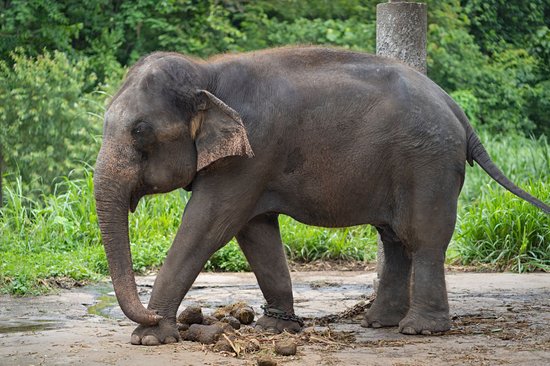 Le camp des éléphants de Mae Sa