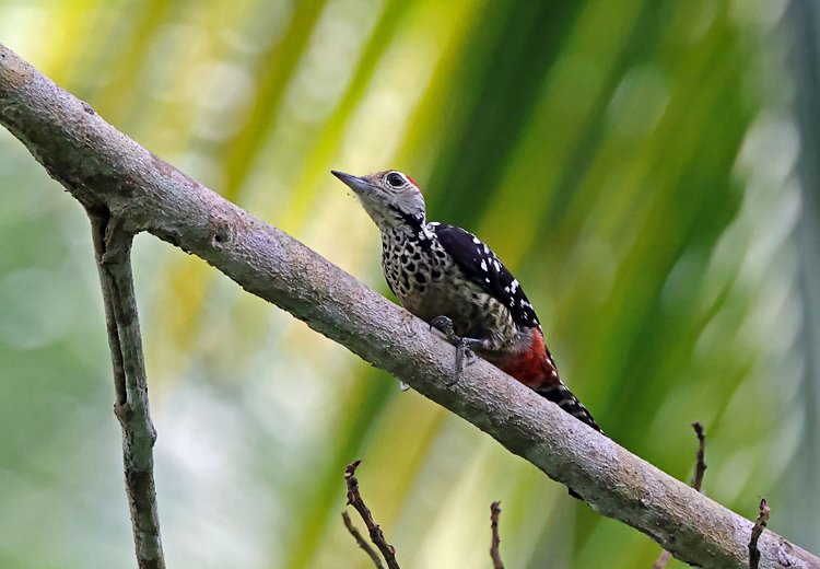 Les îles Andaman - Inde 2