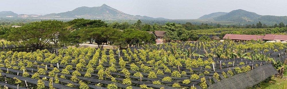 Les plantations de poivre de Kampot