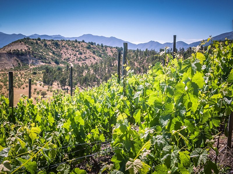 Vallées de Casablanca et Colchagua