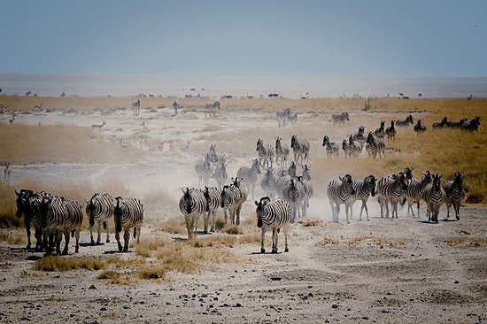 Observer la grande migration d’animaux en milieu aride