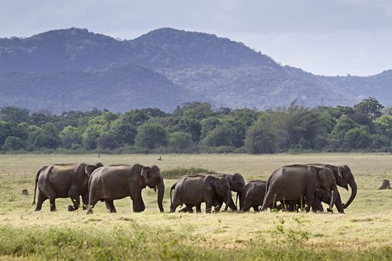 Parc national de Minneriya